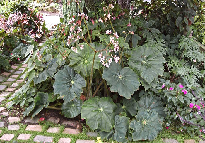 B. ‘Lotusland’